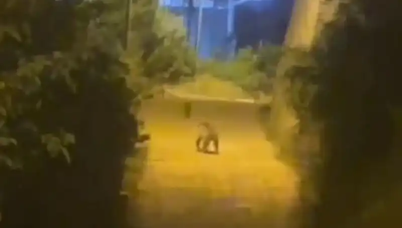 Gümüşhane'de Şehir Merkezine İnen Ayı Şaşkınlık Yarattı!
