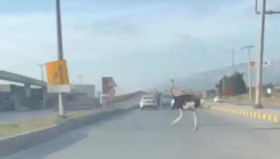 Trafikte Deve Kuşu Kazası: Sürücüler Şaşkın!