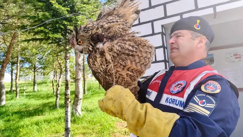 Dikenli Tellere Takılan Puhu: Hayvanseverlerin Kurtarma Mücadelesi