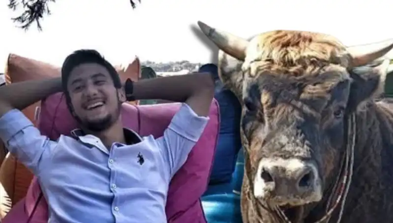 Aydın'da Güreş Boğası Faciası: Hayvanlar Arası Çatışma Sonrası Can Kaybı