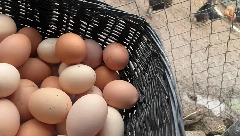 Okulların Açılmasıyla Proteindeki "Mayıs Çukuru": Ucuz Beslenmenin Anahtarı