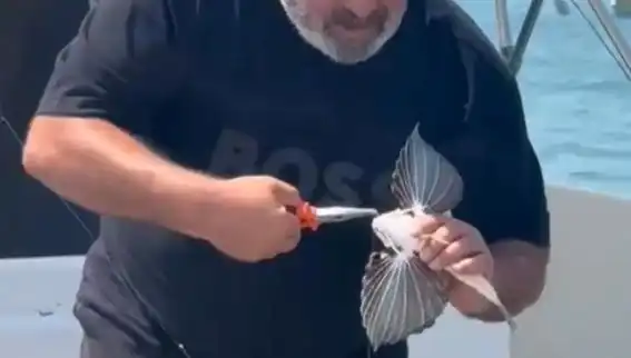 Saros'ta Şaşırtıcı Keşif: Nadir Kırlangıç Balığı Oltaya Takıldı!