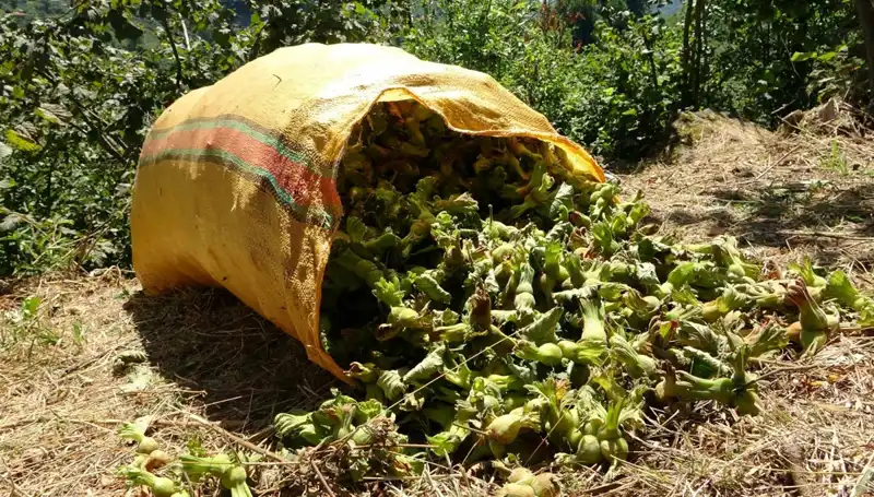 Giresun'da Fındık Hasadının Coşkusu: Bereketli Bir Sezon Daha Başladı