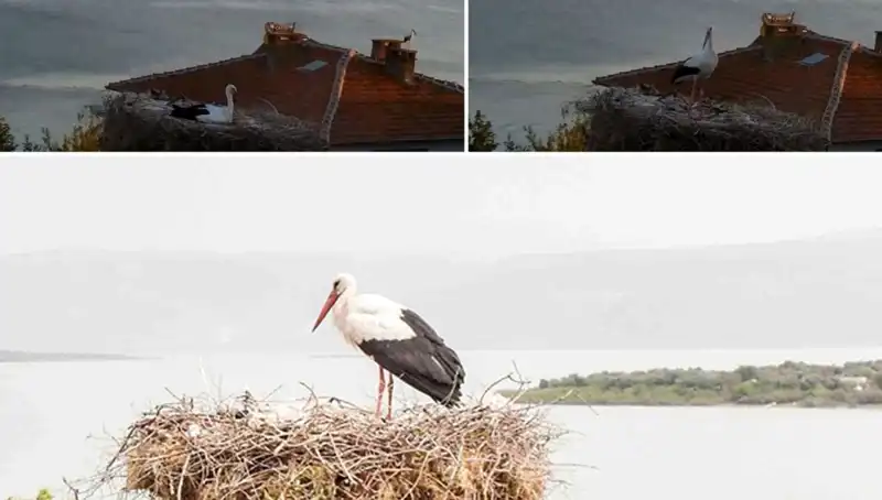 Olayların Öncesini Gören Leylek: Yaren'in Destanı