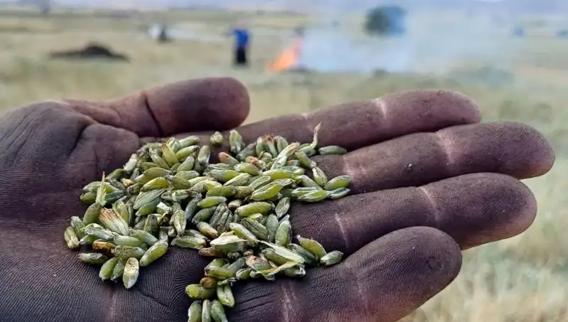 Bu Yılın Firik Sezonu Başladı: Sağlık ve Lezzet Dolu Yenilikler