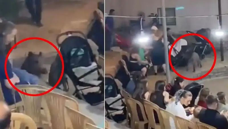 Düğün Törenine Gelen Yaban Domuzu Misafirliği Paniğe Sebep Oldu!
