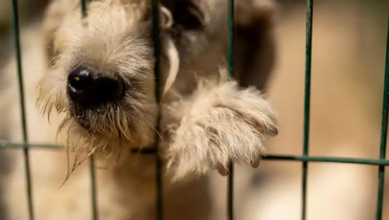 İş Stresi, İnsanlar Gibi Köpekleri de Olumsuz Etkiliyor