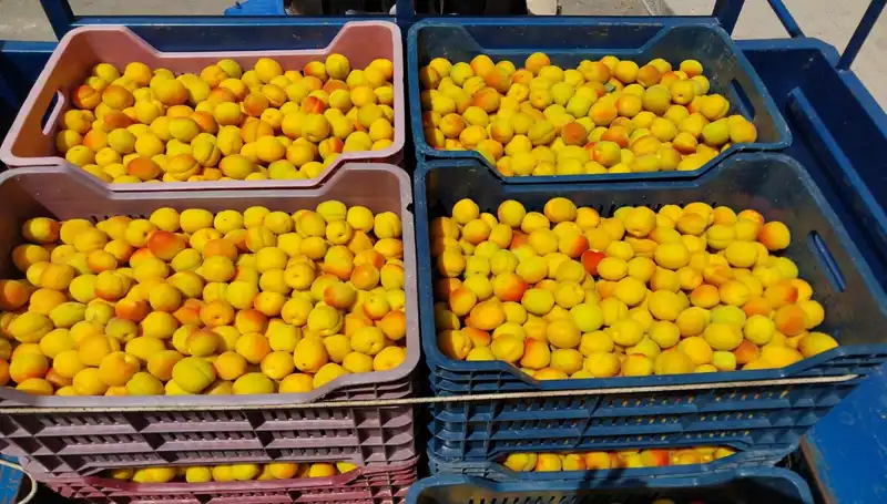 Tarımda Yeni Bir Dönem: İlk Hasat 500 TL’den Alıcı Buldu!