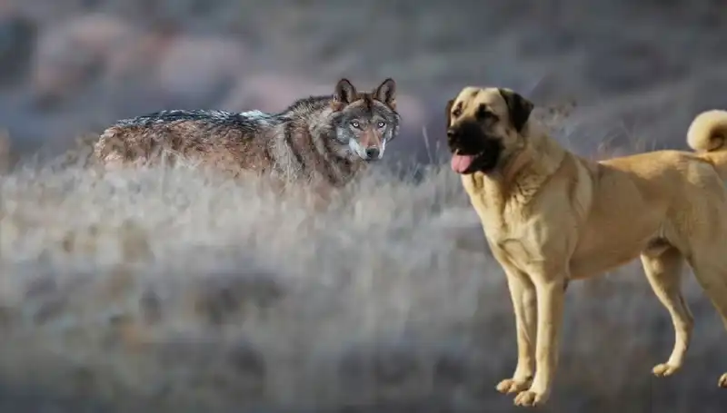 Kangal Köpeği Talebinde Patlama: Kurt Popülasyonu Artıyor