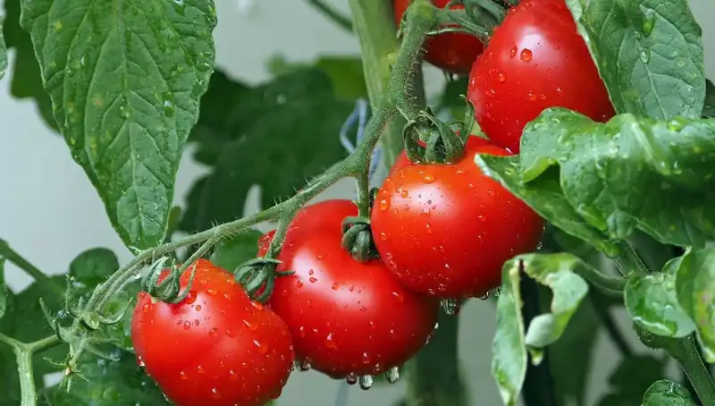 Domates Tarihi: Milyonlarca Yıl Öncesine Giden Yolculuk