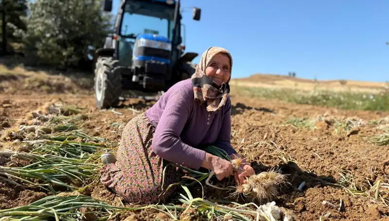 Selenyum Zengini Sebze: Tarladan Günlük 1200 Liraya Yanan Fırsat!