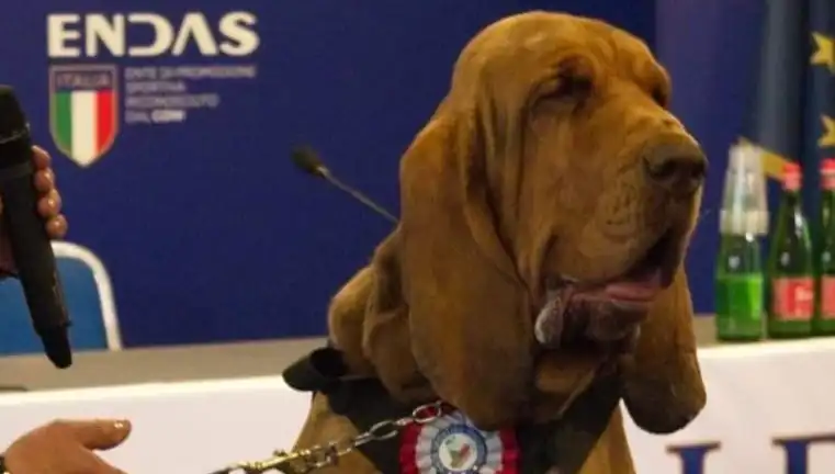 Arama Köpeğine Düzenlenen Şok Suikast: Çivili Sosisle Öldürüldü!