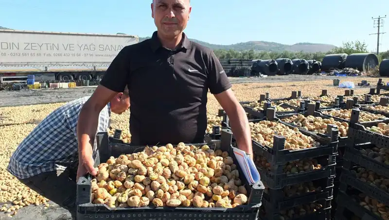 Balıkesir'in Verimli Tarlalarında Hasat Başladı: Çin ve Rusya’ya İhracat Yolda!