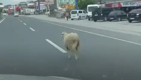 Yalova'da Kurbanlık Hayvan Kaçışı Tüm Şehri Aksine Çevirdi