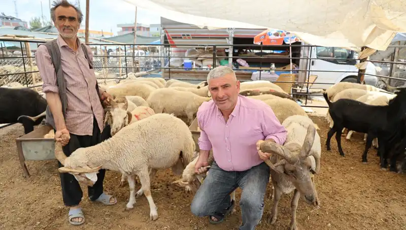 Kurban Pazarı 2023’ün Yıldızı: Dört Boynuzlu Koçlar Fırtınası